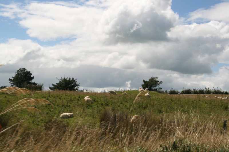 Nieuw-Zeeland 2011 - 1752